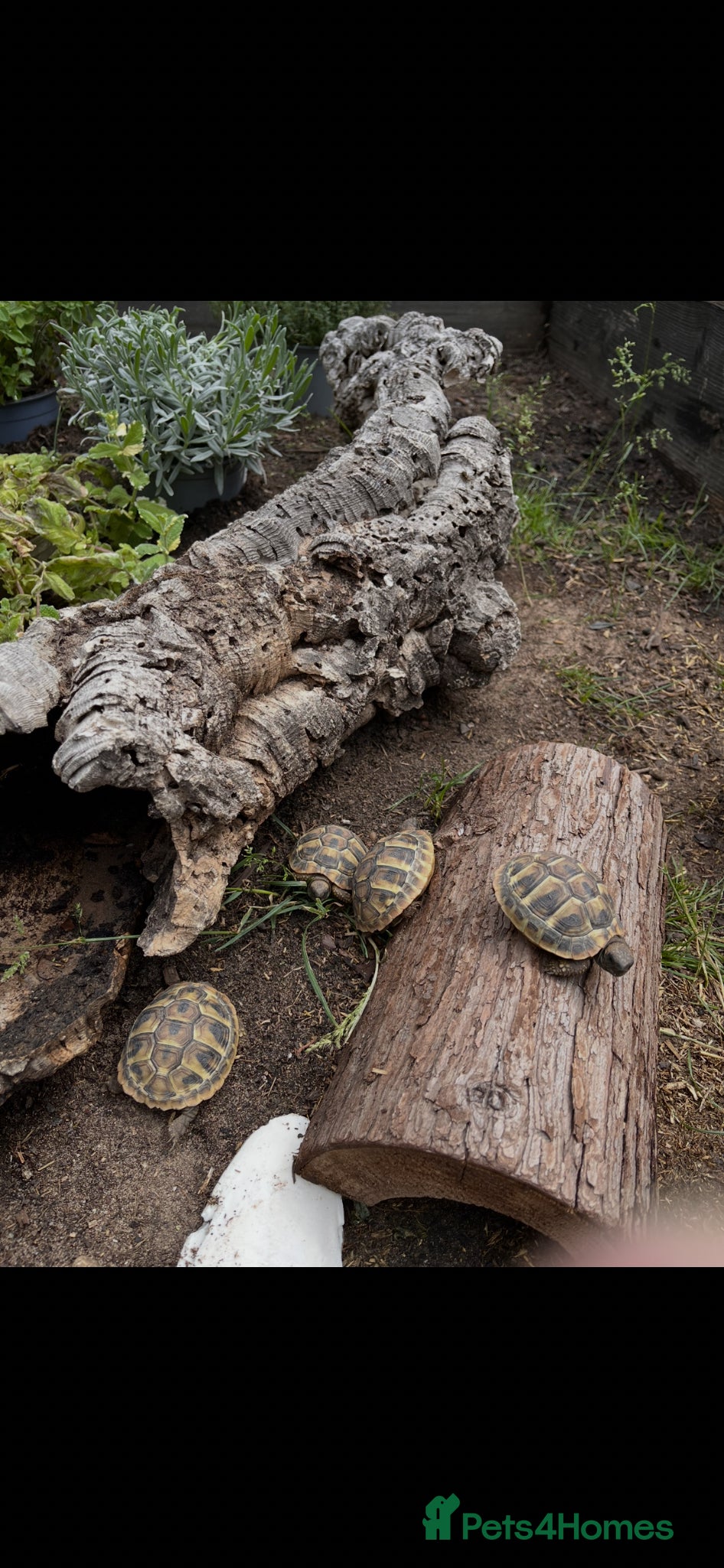 Tortoise reptiles Stunning baby Hermann Tortoises CB in the UK - Advert 1