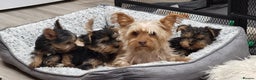 Yorkshire Terrier dogs for sale: Yorkshire Terriers puppies from Licensed Breeder  - Advert 8