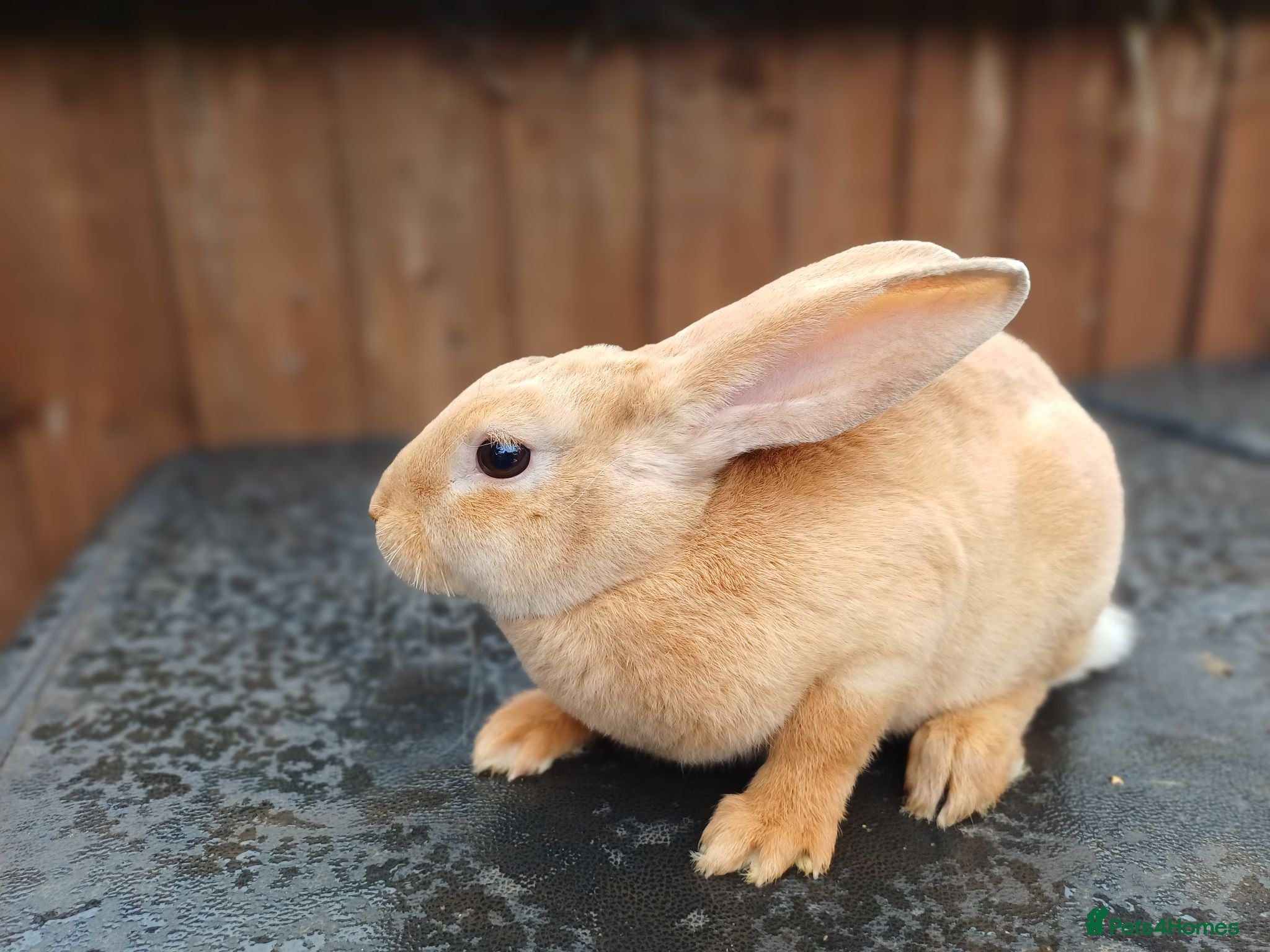 Rex rabbits Last remaining harlequin marked mini rex girl - Advert 19