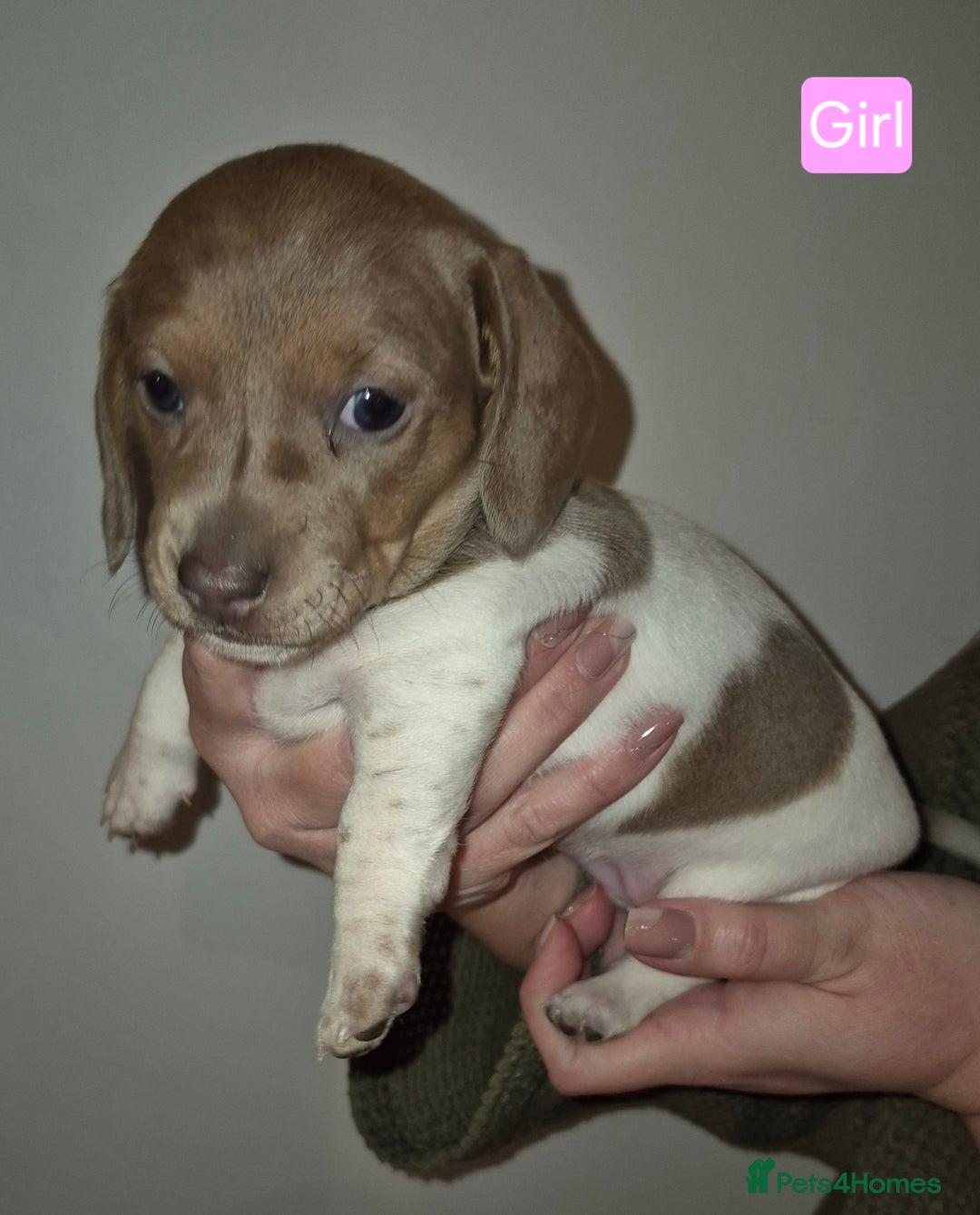 Miniature Dachshund dogs for sale: Miniature dachshund puppies  - Advert 6