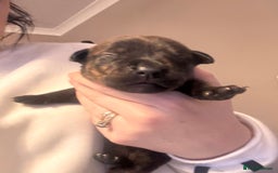 Mixed Breed dogs for sale: Rottweiler x Staffordshire bull terrier puppies - Image 5