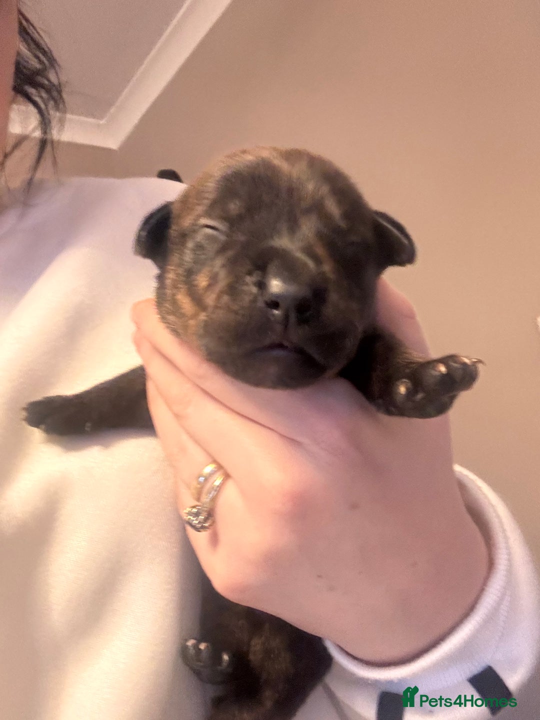Mixed Breed dogs for sale: Rottweiler x Staffordshire bull terrier puppies - Image 5