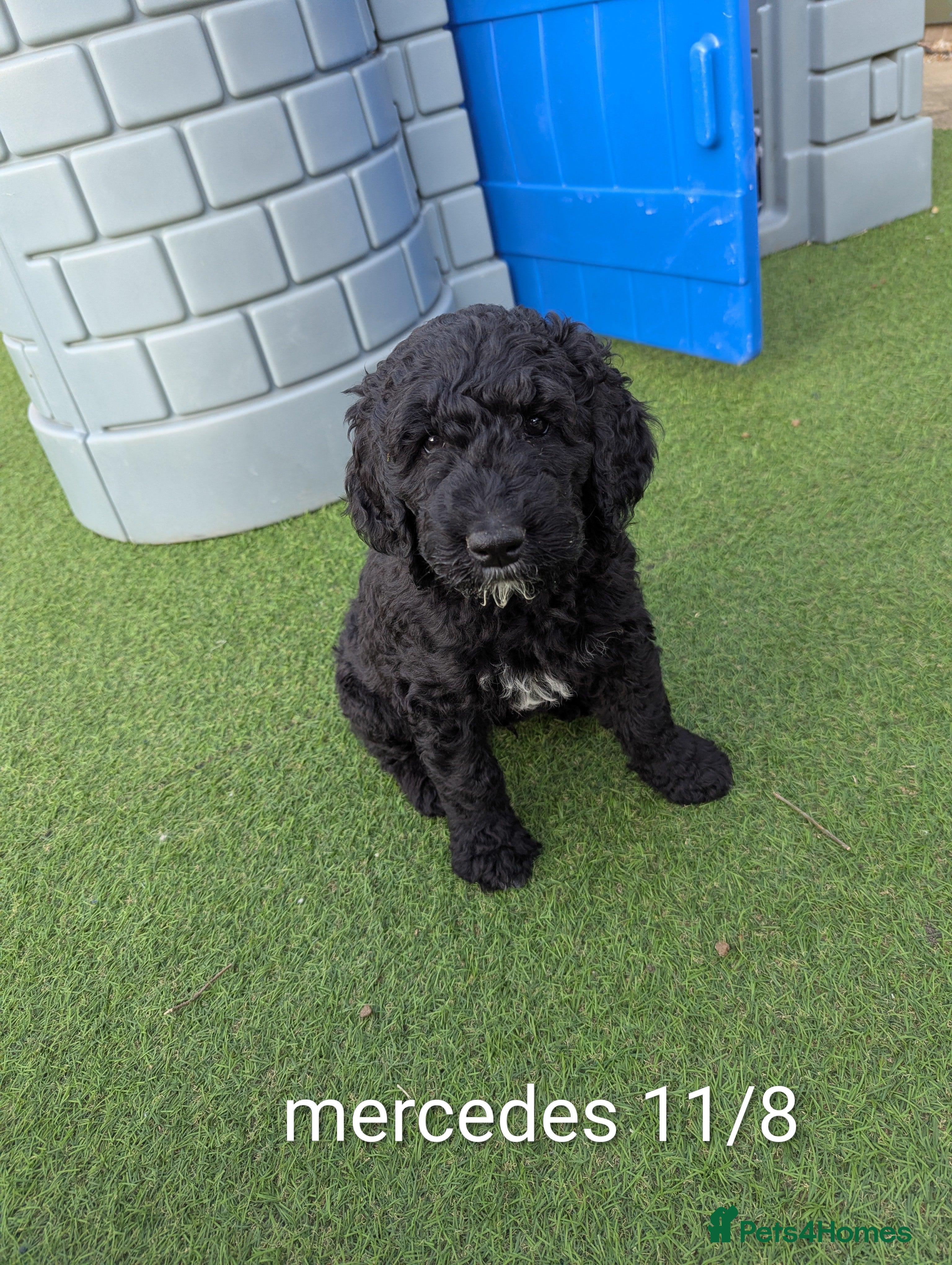 Goldendoodle dogs F1B Standard Goldendoodle Puppies! 😍🩷 Can save!  - Advert 2