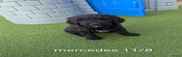 Goldendoodle dogs for sale: F1B Standard Goldendoodle Puppies 🩵😍 Last 1!! - Advert 3