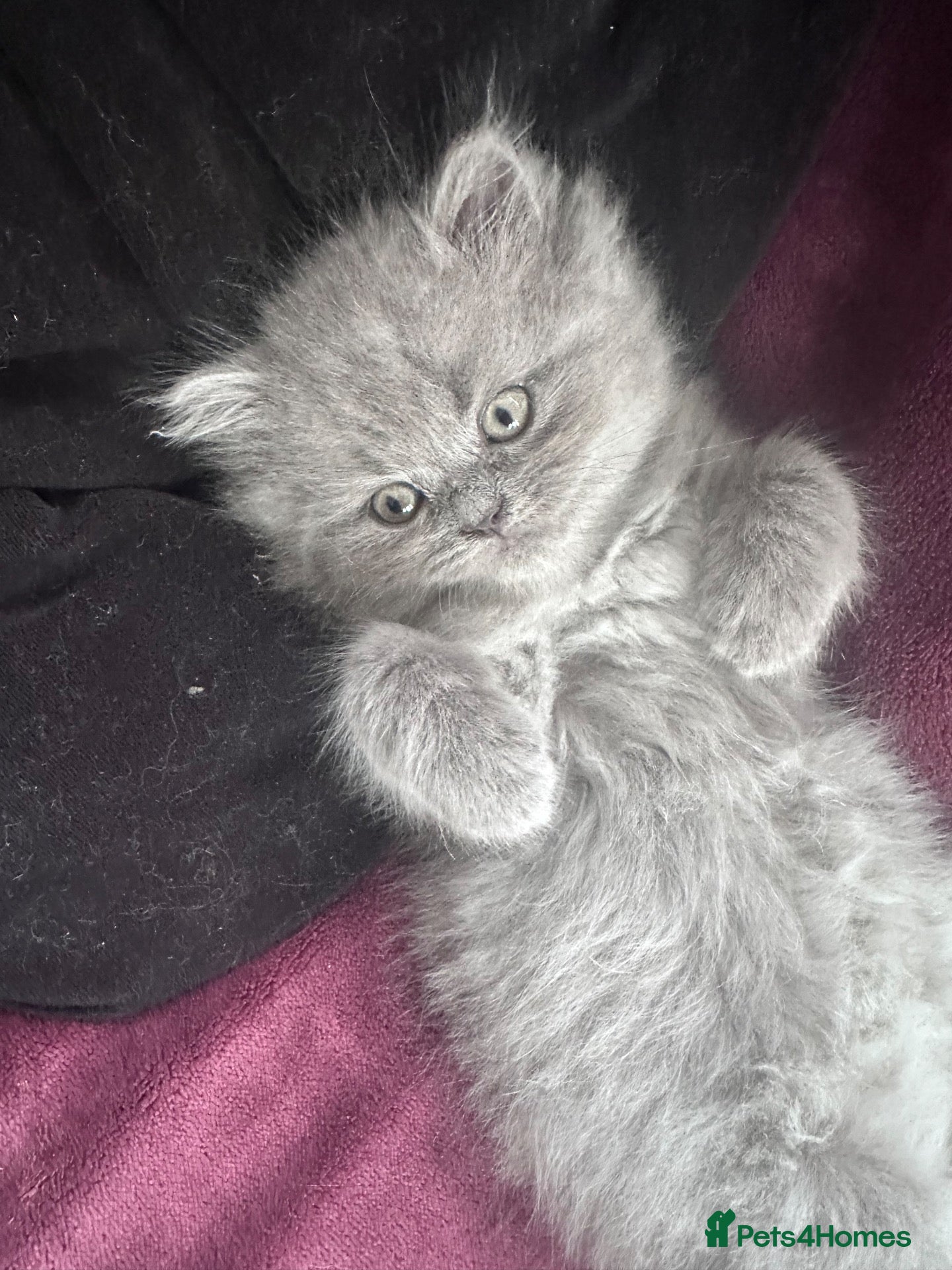 Persian cats for sale: Persian Kittens - Advert 12