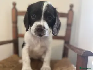 English Springer Spaniel dogs KC REG ENGLISH SPRINGER SPANIELS - Advert 2