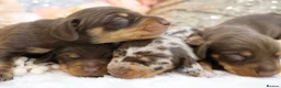 Miniature Dachshund dogs for sale: KC Miniature Dachshund Puppies - Advert 17