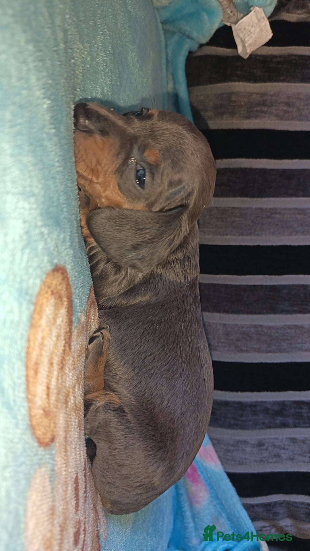 Dachshund dogs Miniature Dashhounds pusp  - Advert 2