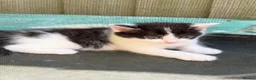 Mixed Breed cats for sale:     Healthy Playful Kittens - Advert 3