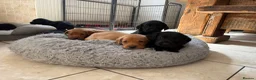 Labrador Retriever dogs for sale: Health Tested IGL Champion Bred Labrador Puppies  - Advert 10