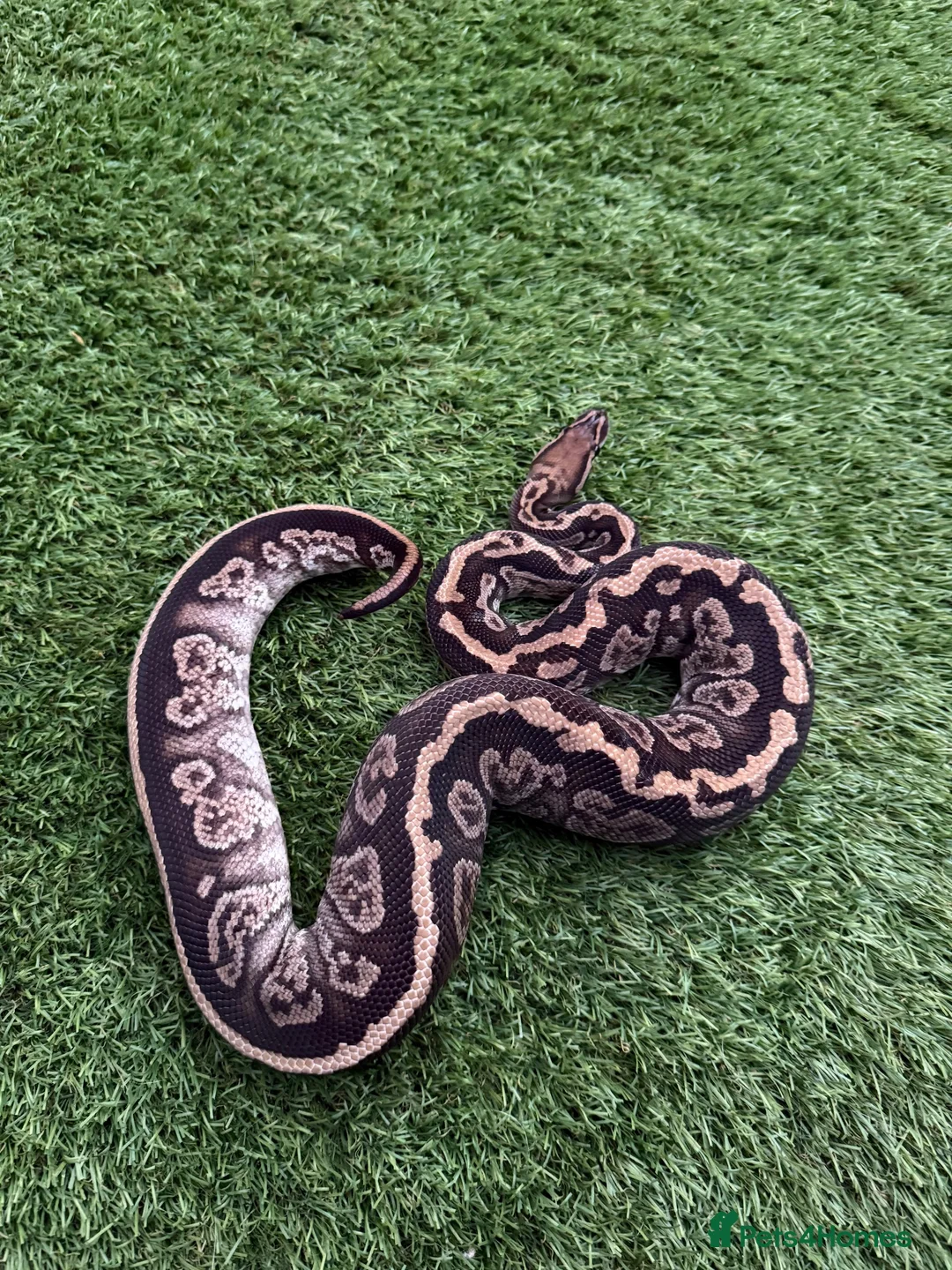 Python Snake reptiles for sale: Various Royal Pythons For Sale in Farnham - Advert 5