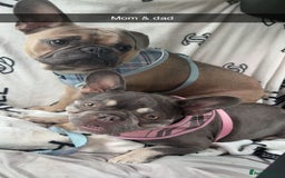 French Bulldog dogs for sale: French Bulldogs - Image 2