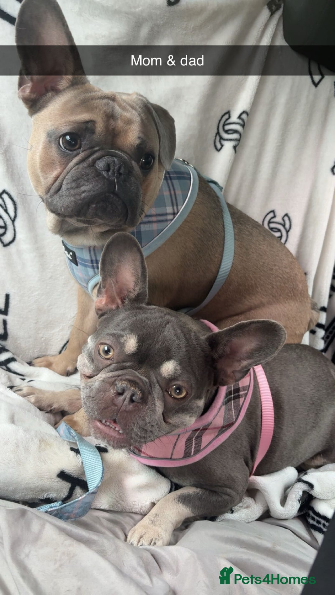 French Bulldog dogs for sale: French Bulldogs - Image 2