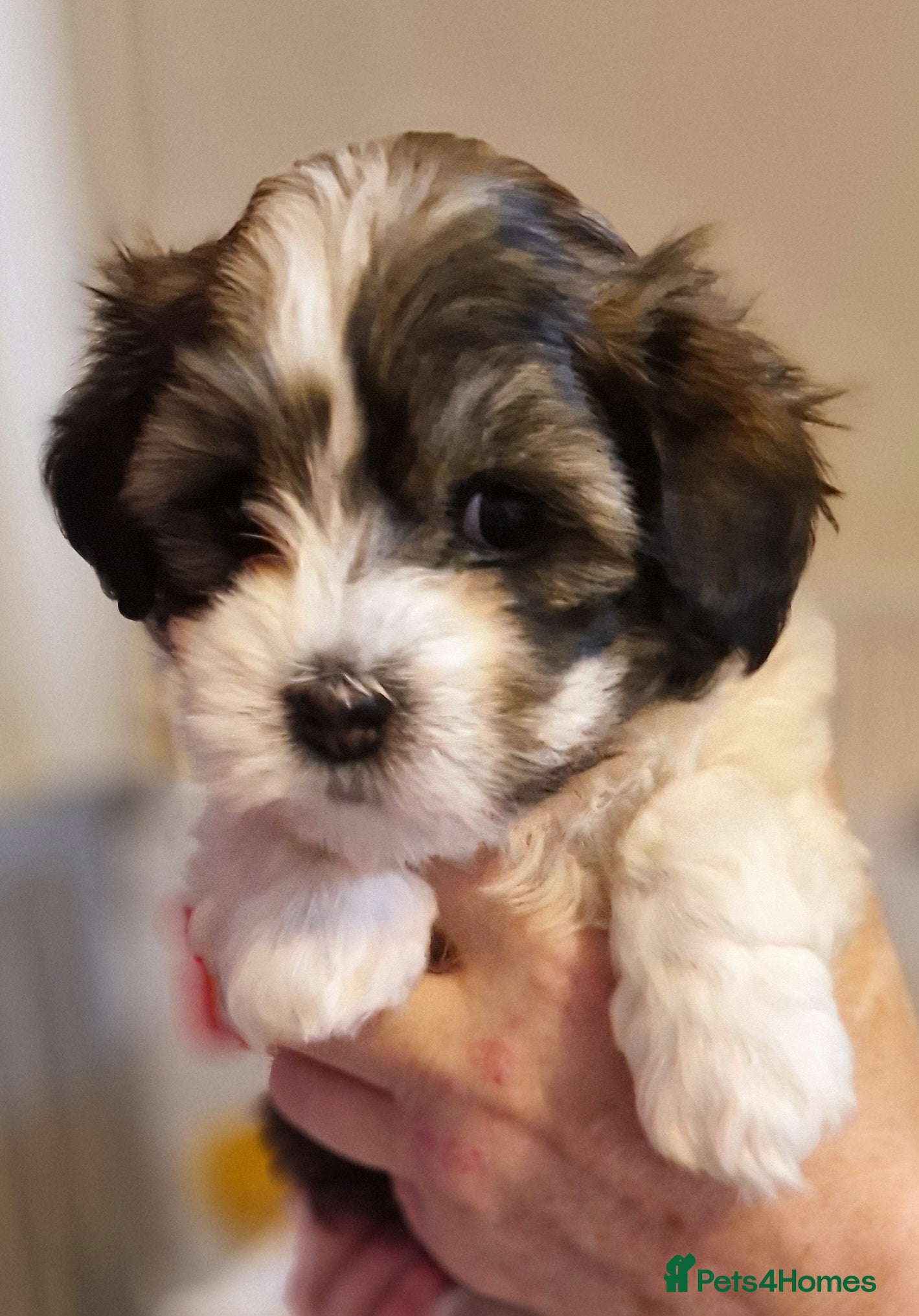 Havanese dogs Stunning KC Registered Havenese Puppies available  - Advert 1