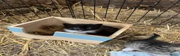 Mixed Breed cats for sale: Farm Kittens  in Bishop Auckland - Advert 3
