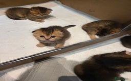 Scottish Fold cats for sale: Scottish Fold Kittens - Image 11