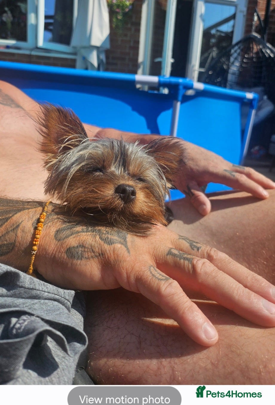 Yorkshire Terrier dogs Little Boss - Advert 1