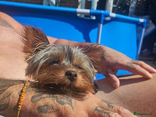 Yorkshire Terrier dogs Little Boss - Advert 4