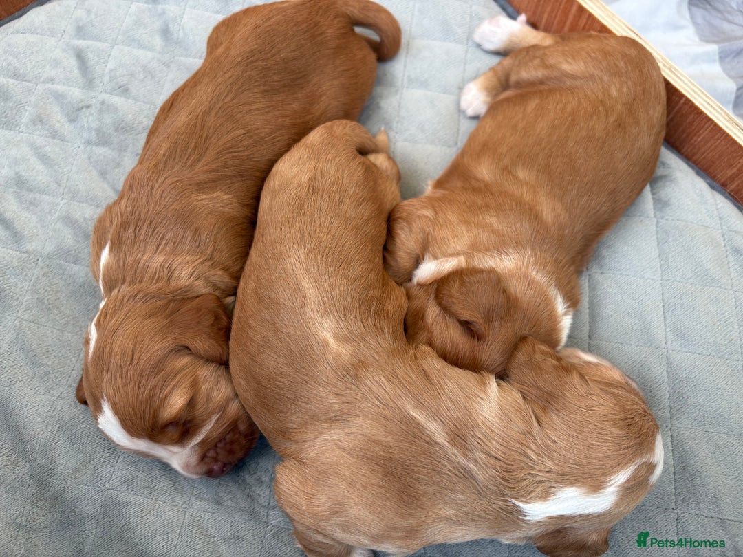 Cocker Spaniel dogs for sale: Cocker Spaniel Puppies  - Image 9