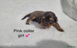 Cavapoo dogs for sale: Stunning litter of cavapoos - Image 29