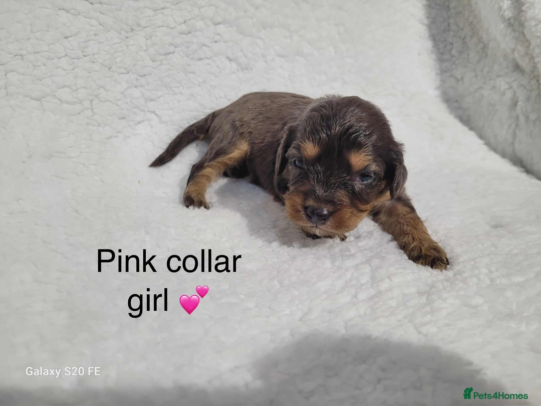 Cavapoo dogs for sale: Stunning litter of cavapoos - Image 29