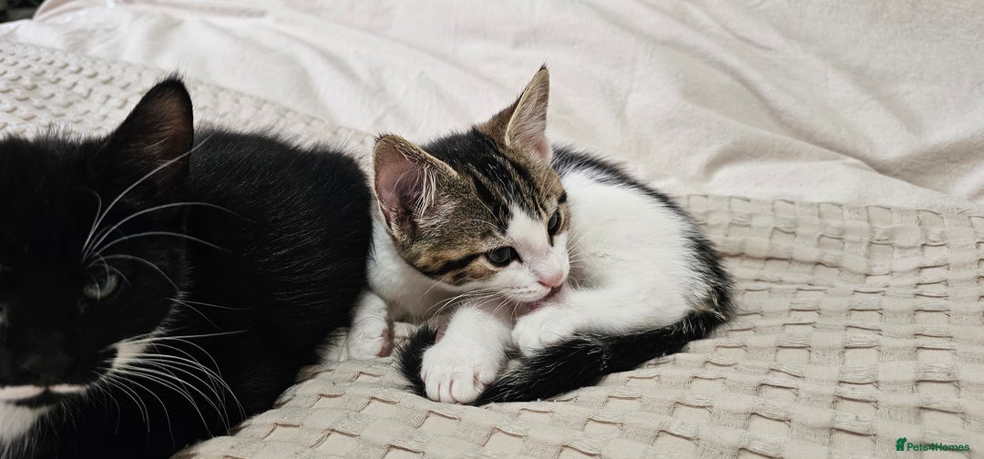 Mixed Breed cats for sale: Beautiful friendly kitties 💖 ready for homes 💕 - Image 29