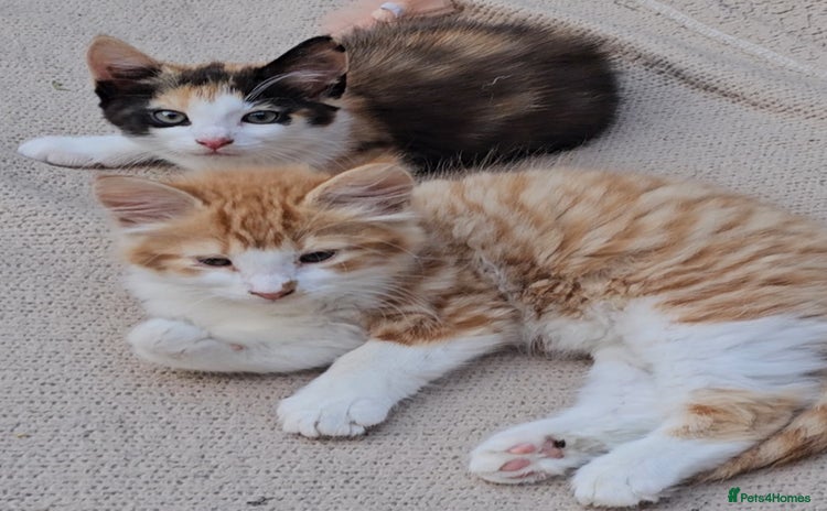 Mixed Breed cats - Advert 8