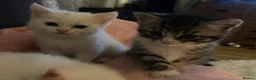 Mixed Breed cats for sale: Ready to leave Persian cross British Shorthair  - Advert 2