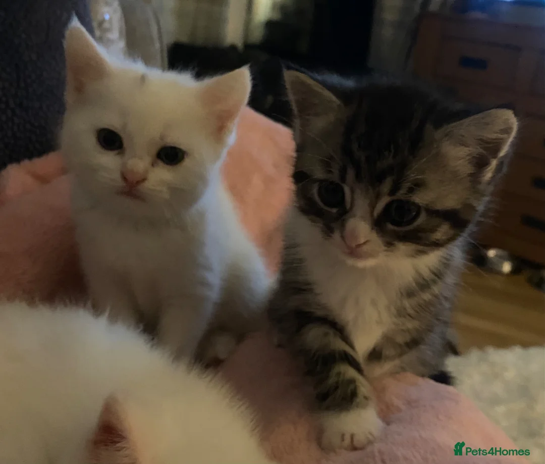 Mixed Breed cats for sale: Ready to leave Persian cross British Shorthair  - Advert 2