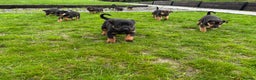 Mixed Breed dogs for sale: Huntaway X Puppies for Sale - Advert 2