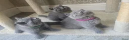 British Shorthair cats for sale: Gorgeous Adorable British Short Hair kittens in Bristol - Advert 16