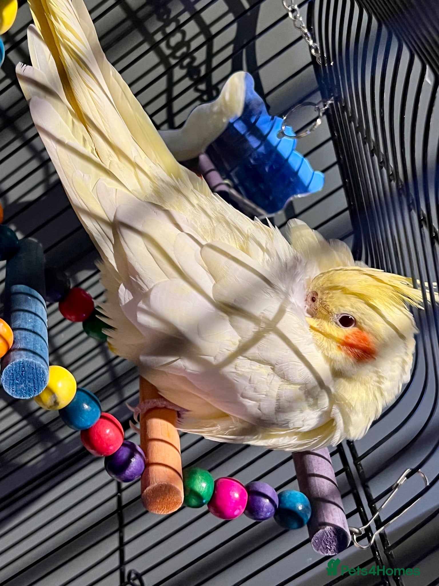 Cockatiels birds 8MonthOld Cockatiel ForSale(Cage&All accessories) - Advert 2
