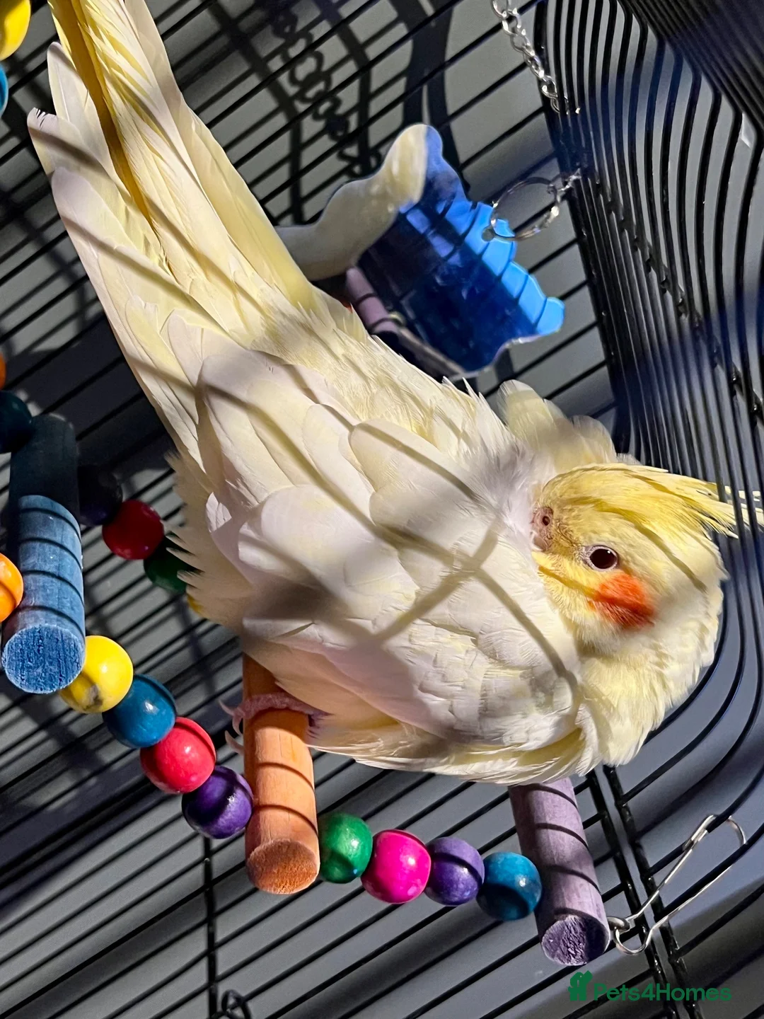 Cockatiels birds for sale: 8MonthOld Cockatiel ForSale(Cage&All accessories) - Advert 1