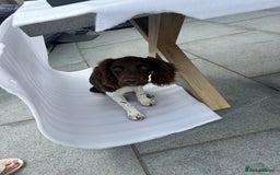 English Springer Spaniel dogs for sale: Reggie the 6 month springer spaniel  - Image 7