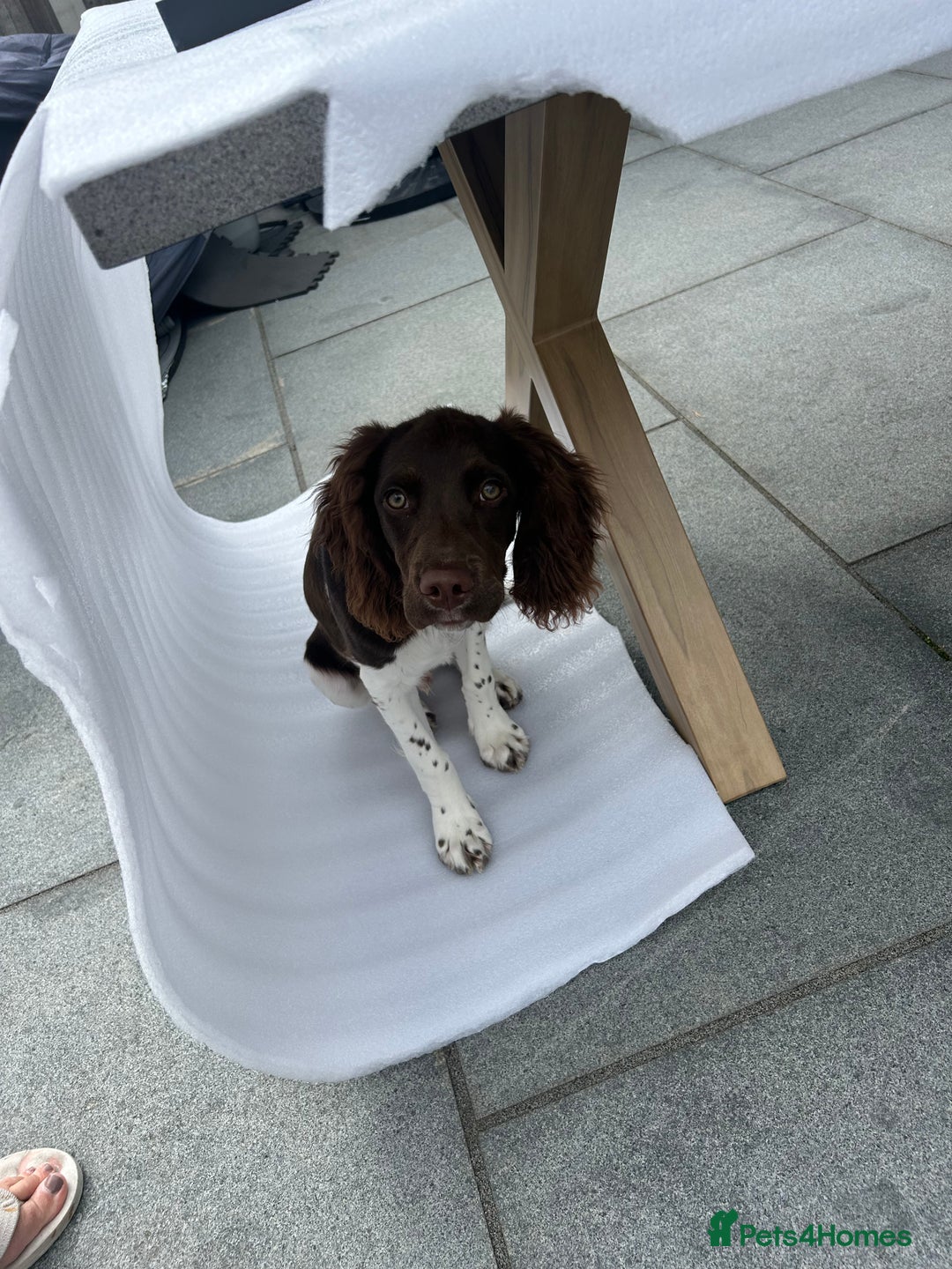 English Springer Spaniel dogs for sale: Reggie the 6 month springer spaniel  - Image 7