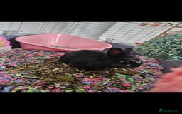 Netherland Dwarf rabbits for sale: 5 month old black Netherland Dwarf - Advert 3