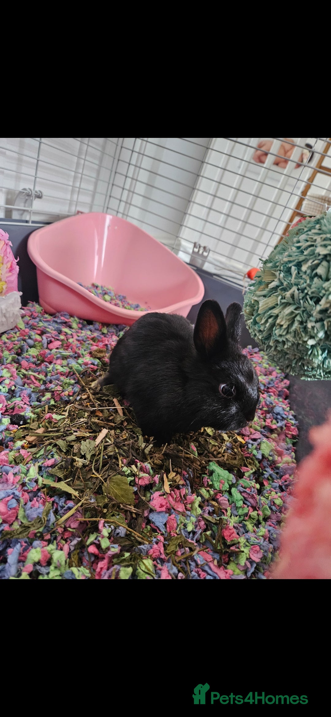 Netherland Dwarf rabbits for sale: 5 month old black Netherland Dwarf - Advert 3