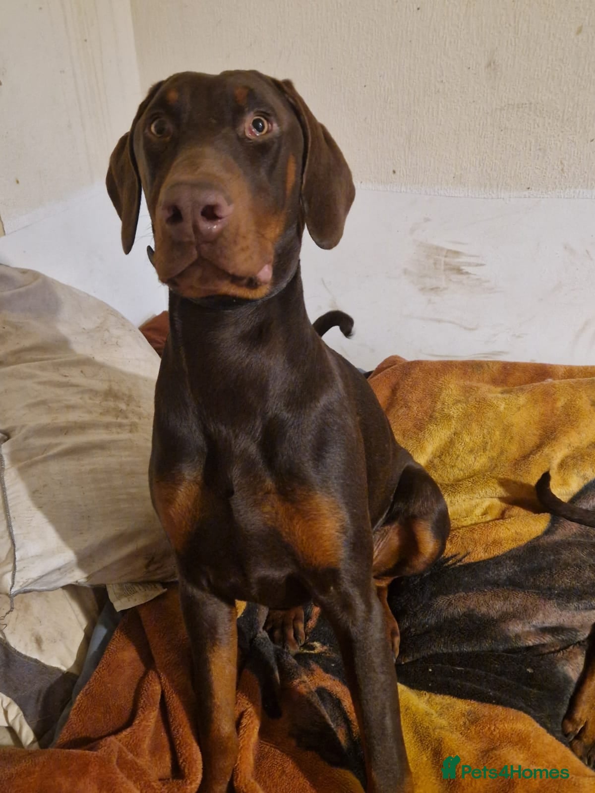 Dobermann dogs Beautiful tan dobermann  - Advert 2