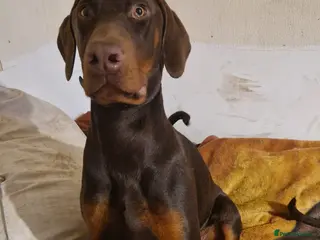 Dobermann dogs Beautiful tan dobermann - Advert 1
