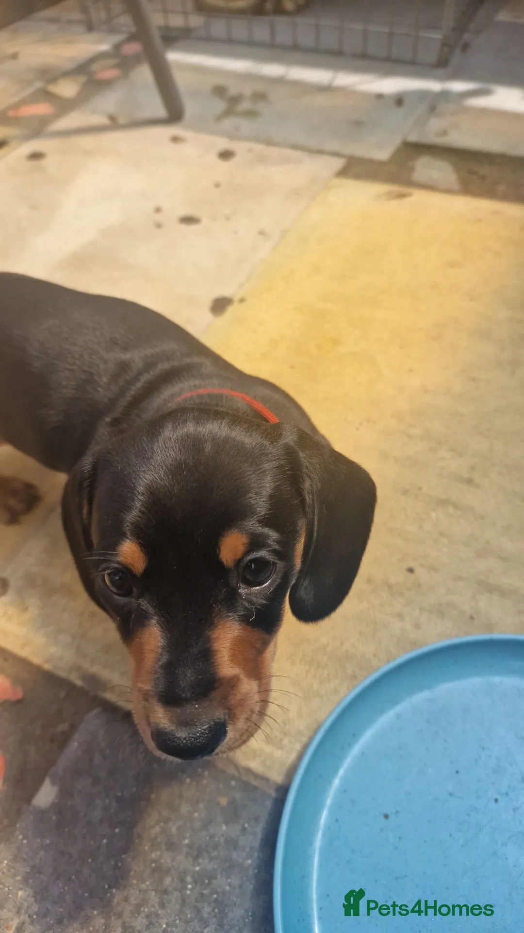 Miniature Dachshund dogs for sale: 2 adorable Miniature dachshund  - Advert 2