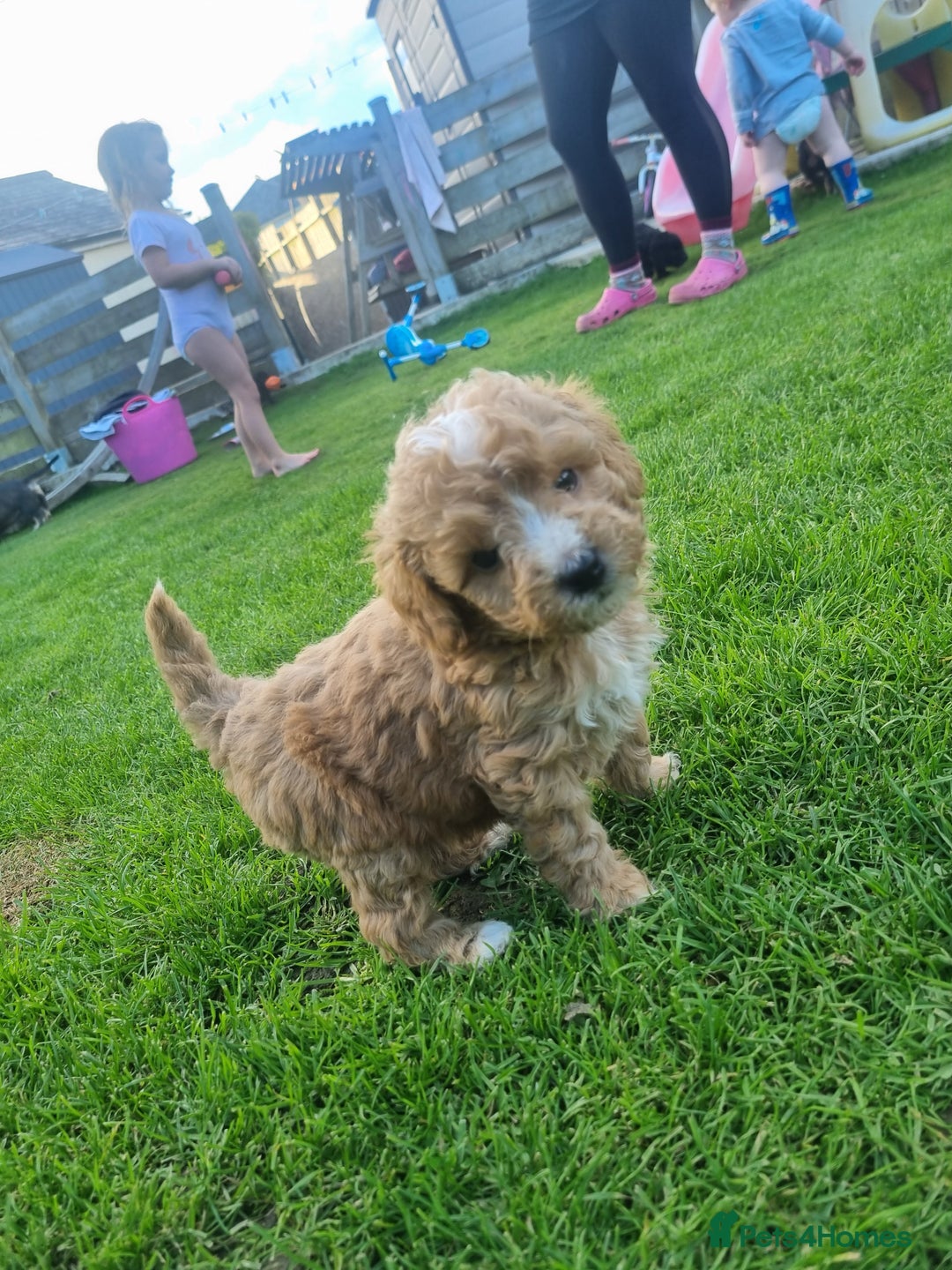 Labradoodle dogs for sale: Miniature f1b labradoodles - Image 1