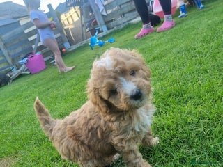 Labradoodle dogs - Advert 10