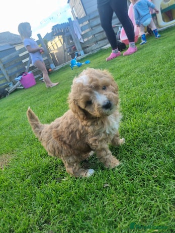 Labradoodle dogs - Advert 2