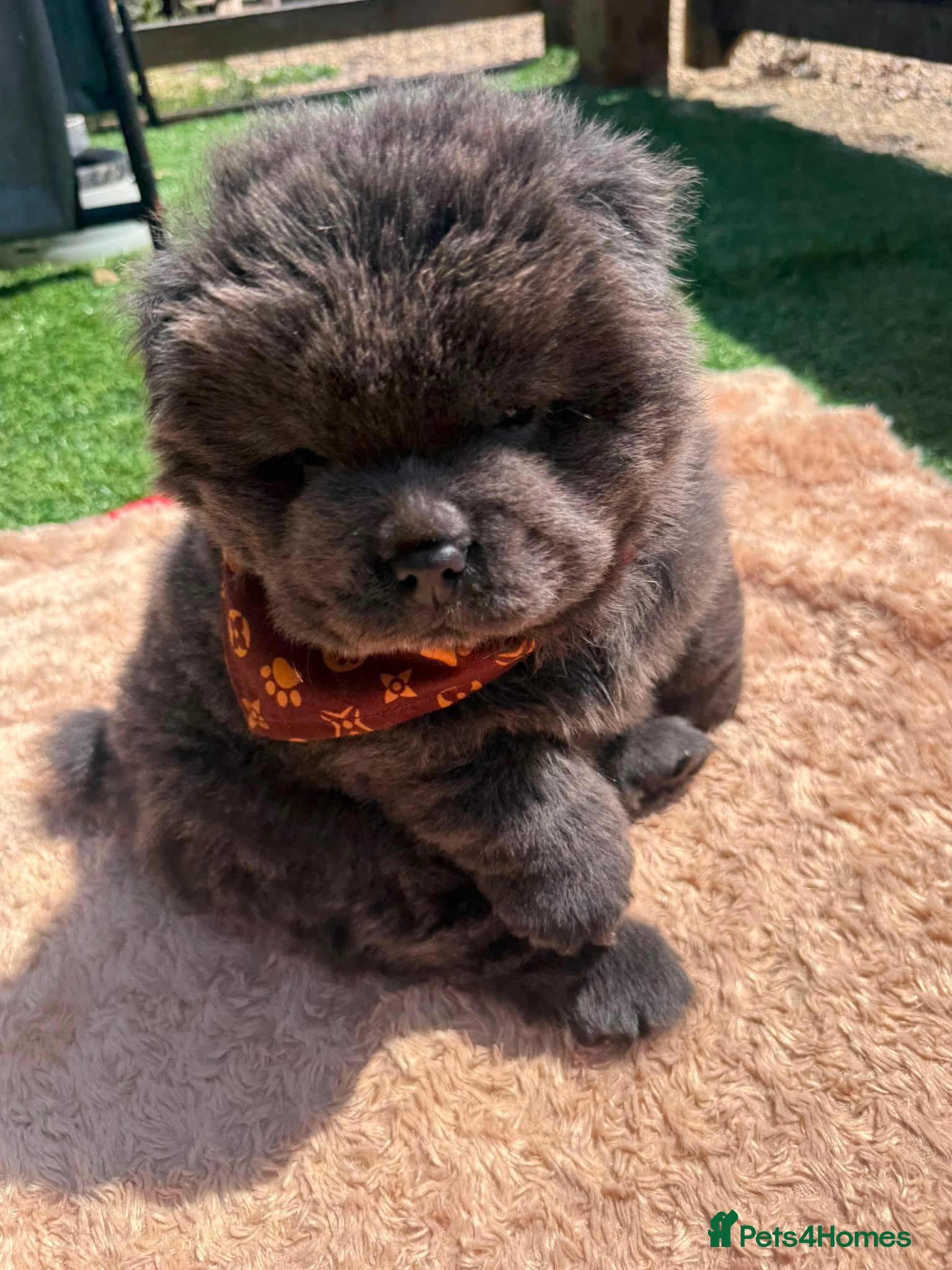 Chow Chow dogs 🐾🧸💙KC REGISTERED BLUE CHOW CHOW PUPPIES🐾🧸💙 - Advert 2