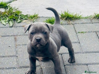 Staffordshire Bull Terrier dogs Kc reg champion staff puppies - Advert 3