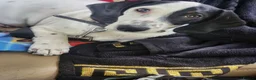Dachshund dogs for sale: Last white dachshund boy in Kensington  - Advert 1
