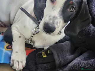 Dachshund dogs Last white dachshund boy in Kensington - Advert 17