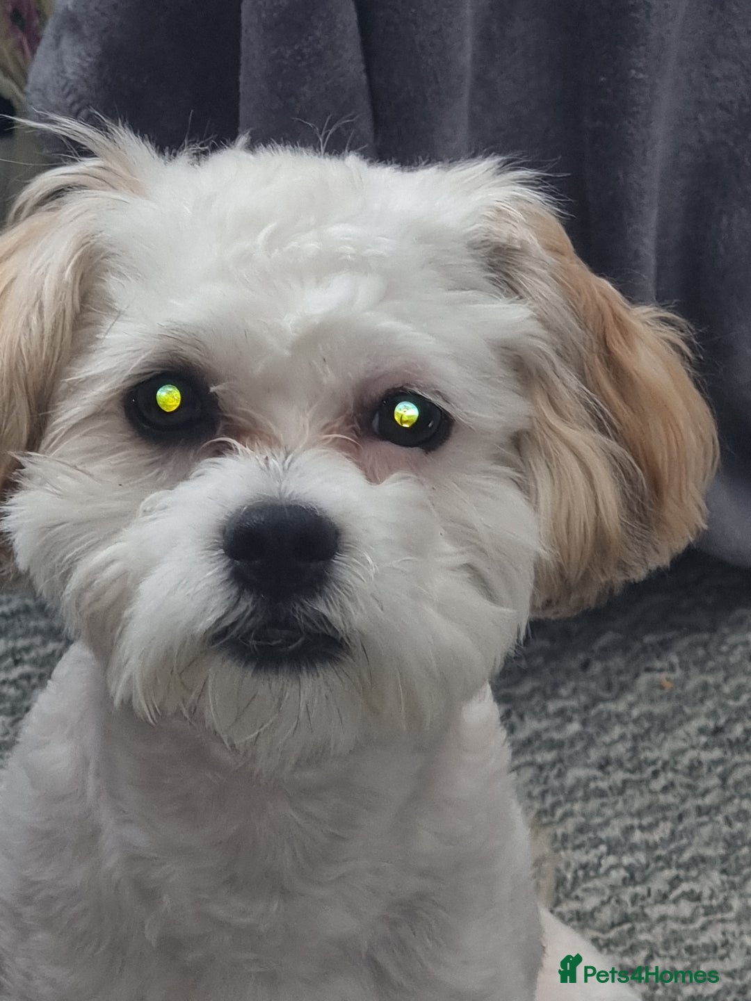 Mixed Breed dogs for sale: Gorgeous male looking for new home 🏡  - Image 1