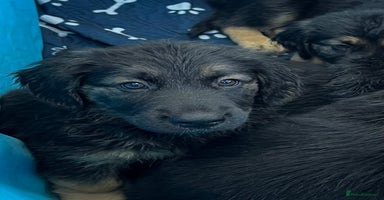 Mixed Breed dogs - Advert 8