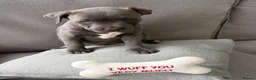 Staffordshire Bull Terrier dogs for sale: Blue Staffordshire Bull Terrier Puppies - Advert 8